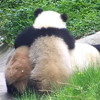 панда катается на маме