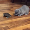 котята познакомились с черепахой