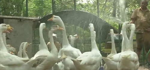 защита животных в зоопарке от жары