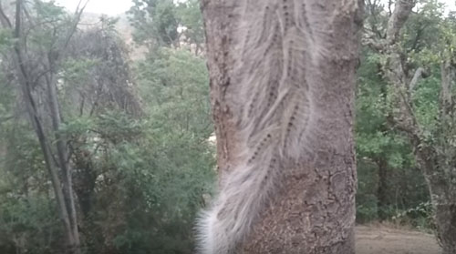 волосатые черви на дереве