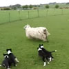 щенки обучаются пастушеской работе