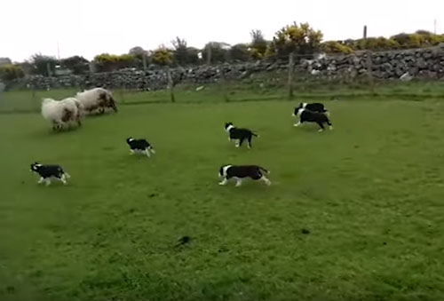 щенки обучаются пастушеской работе