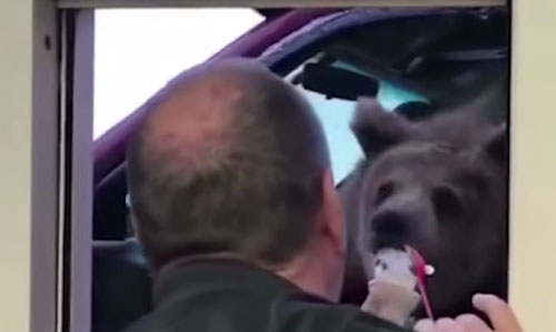 кормление медведя мороженым