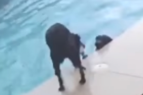пёс спас друга из бассейна