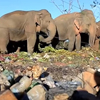 слоны питаются мусором