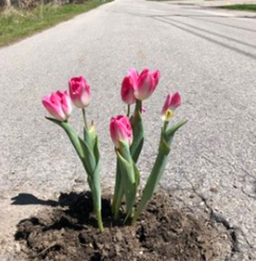 цветы в ямах на дорогах