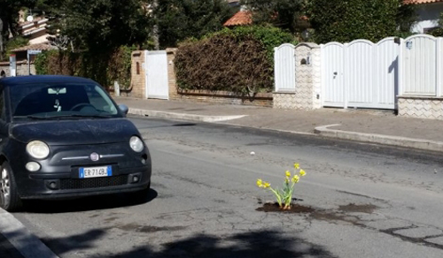 цветы в ямах на дорогах