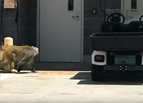 обезьяна сбежала в аэропорту