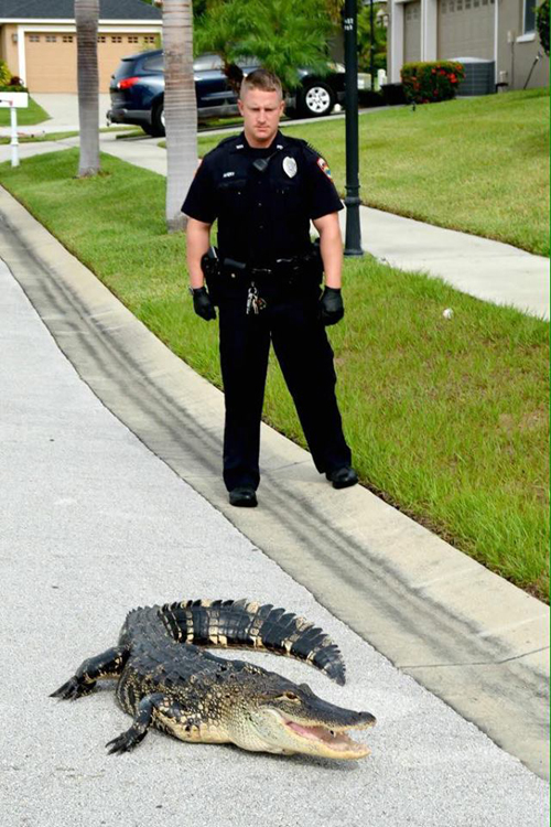 полицейский заарканил аллигатора