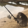 коала ловит рыбу
