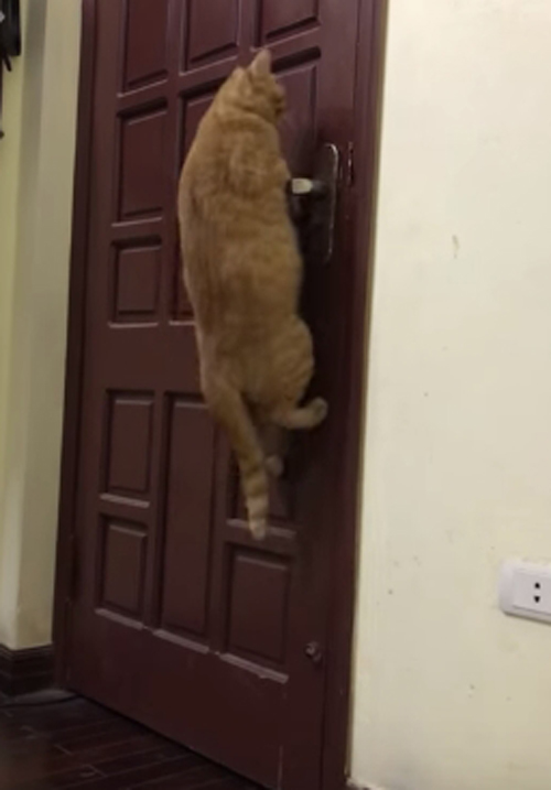 кошка научилась открывать дверь