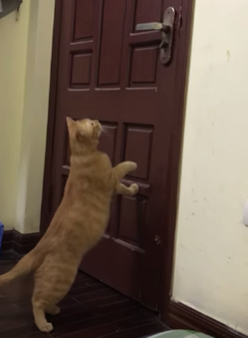кошка научилась открывать дверь