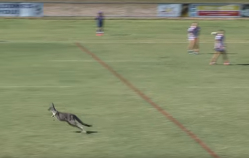 кенгуру на спортивном поле