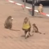 обезьяны обокрали пикап с фруктами