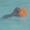 обезьяна ходит в бассейн