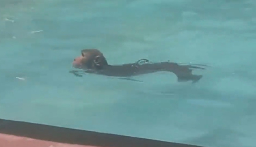 обезьяна ходит в бассейн