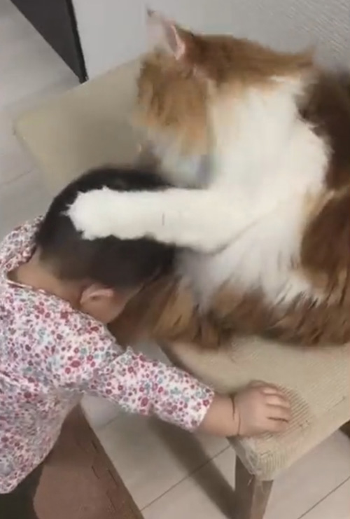 малыш дружит с кошкой