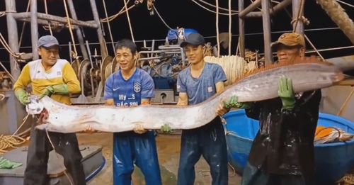 рыбаки поймали длинную рыбу