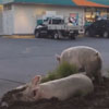 сбежавшие свиньи на автозаправке