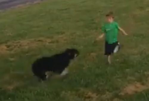 собака и бегущий мальчик