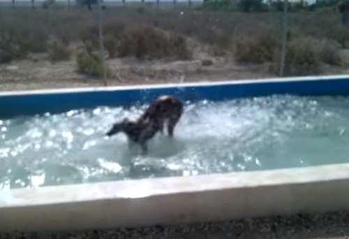 счастливая собака в бассейне