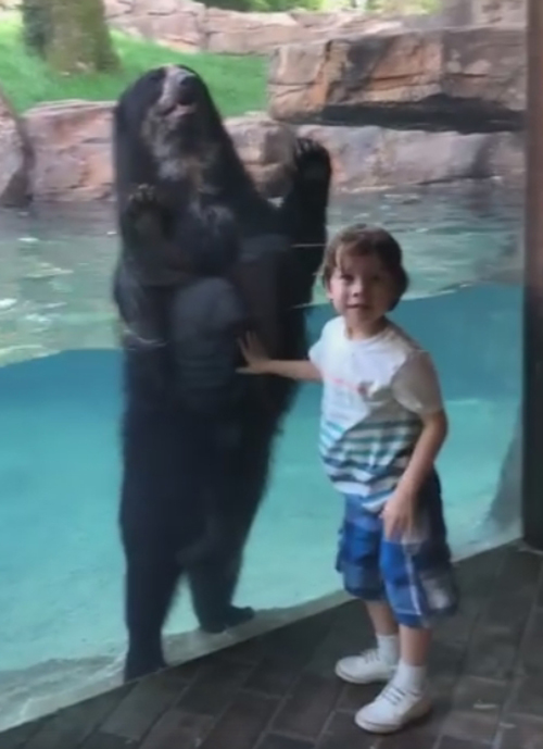 медведь прыгает вместе с мальчиком