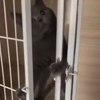 кошка умеет открывать дверь
