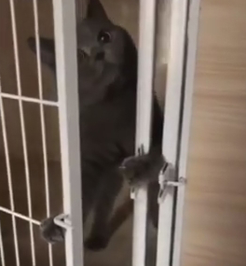 кошка умеет открывать дверь