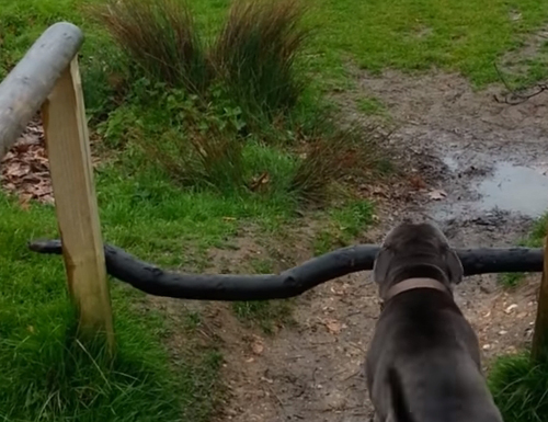 пёс нашёл на прогулке палку