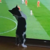котёнок смотрит футбол
