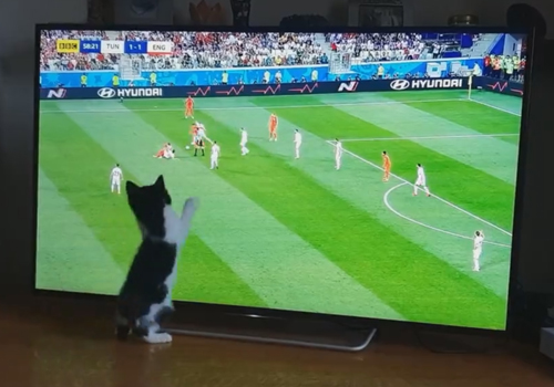 котёнок смотрит футбол