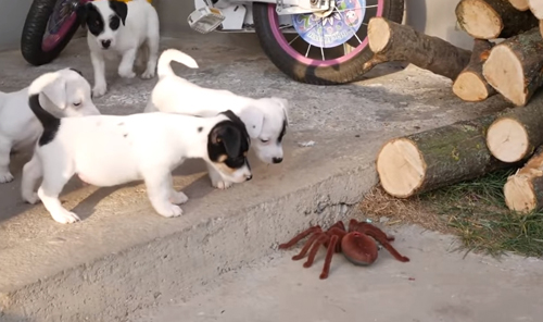 щенки и игрушечный паук