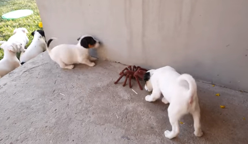 щенки и игрушечный паук