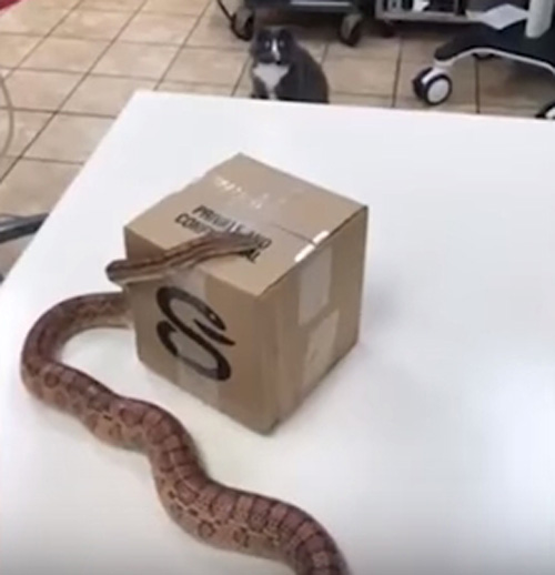кошка впервые увидела змею