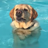 умный пёс в бассейне