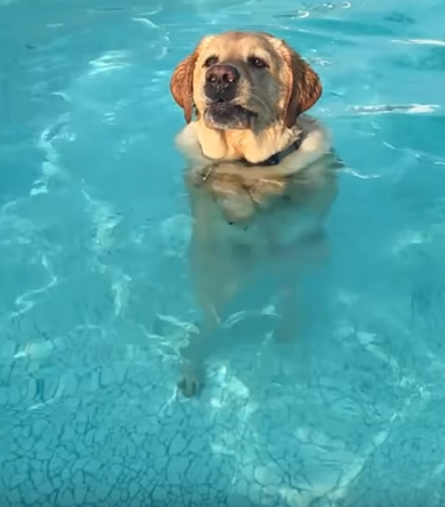 умный пёс в бассейне