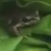 лягушку нашли в салате