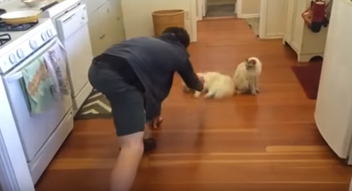 кот обожает скользить по полу