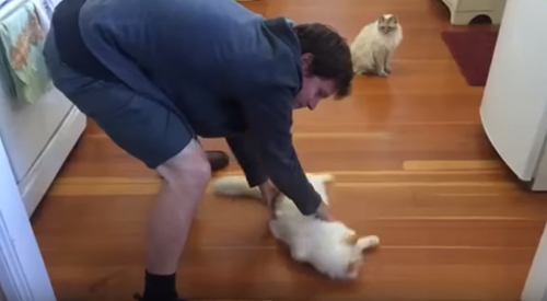 кот обожает скользить по полу