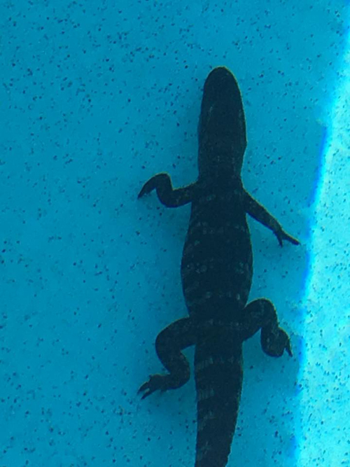 аллигатор явился в бассейн