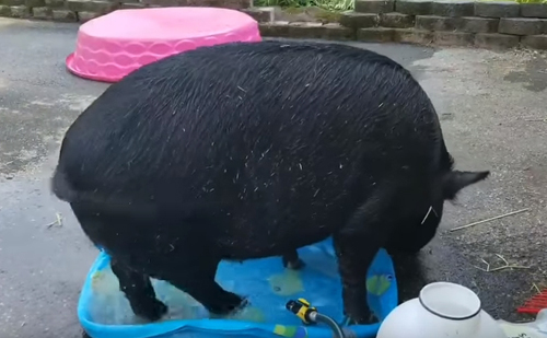 купание нетерпеливой свиньи