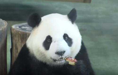 праздничное угощение для панды