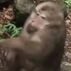 обезьяна ударила девочку по лицу