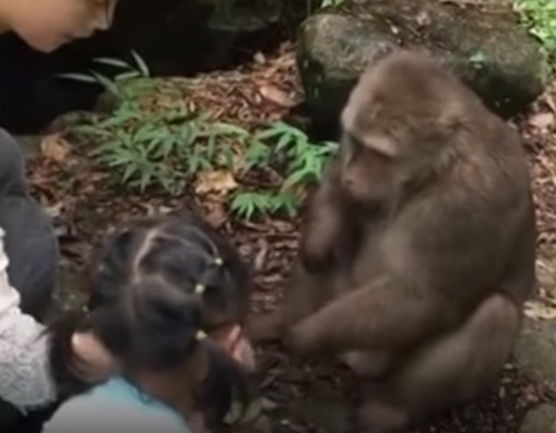 обезьяна ударила девочку по лицу