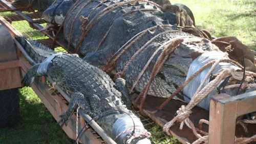 гигантского крокодила поймали