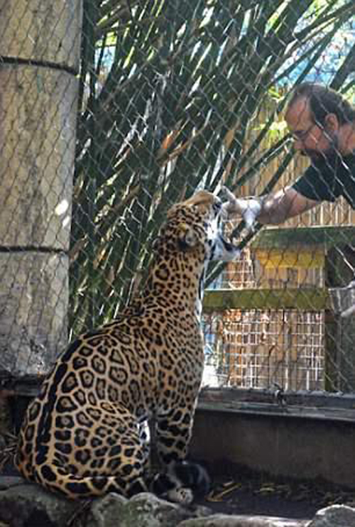 ягуар сбежал из вольера в зоопарке