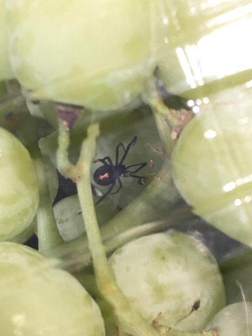 паук в упаковке винограда