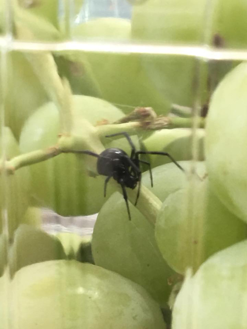 паук в упаковке винограда