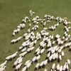 как пасти овец с помощью дрона
