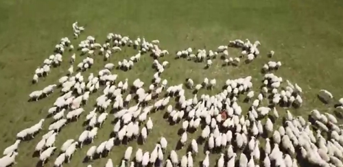 как пасти овец с помощью дрона